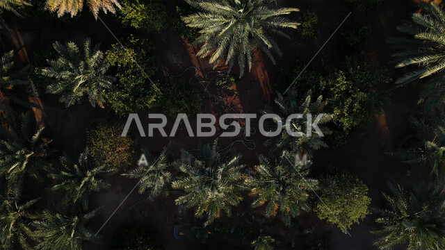 البيئة الصحراوية والتضاريس في المملكة العربية السعودية, التلال والرمال الذهبية الناعمة, التشكيلات الرملية في البيئة الصحراء, معالم سياحية طبيعة مشهورة, الأشجار والنباتات الخضراء, أماكن رحلات السفاري الممتعة