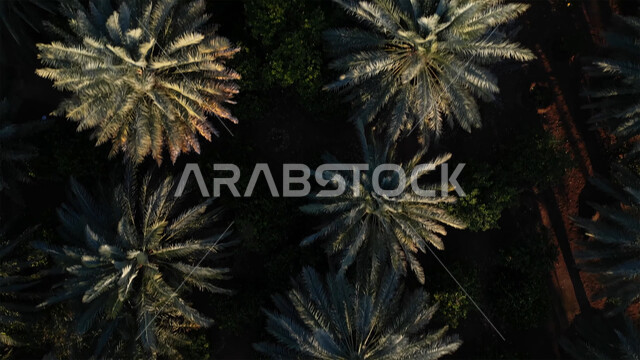 البيئة الصحراوية والتضاريس في المملكة العربية السعودية, التلال والرمال الذهبية الناعمة, التشكيلات الرملية في البيئة الصحراء, معالم سياحية طبيعة مشهورة, الأشجار والنباتات الخضراء, أماكن رحلات السفاري الممتعة