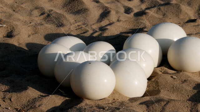  الكثبان الرملية بالمملكة العربية السعودية، بيض النعام في الصحراء, البيئة البرية في الممكلة