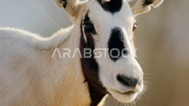 A picture of a white Arabian oryx with long straight horns and a tail. The oryx is one of the types of antelope in the desert regions of the Sahara.