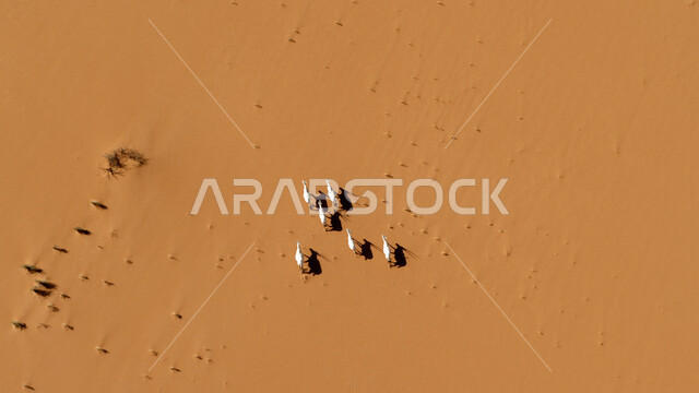  صورة لحيوان المها العربية أبيض اللون ذات قرون طويلة مستقيمة وذيل، حيوان المها من أحدى أنواع الظباء  المناطق الصحراوية في الصحراء،