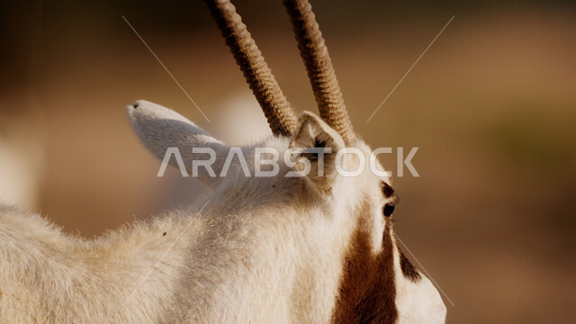  صورة لحيوان المها العربية أبيض اللون ذات قرون طويلة مستقيمة وذيل، حيوان المها من أحدى أنواع الظباء  المناطق الصحراوية في الصحراء،