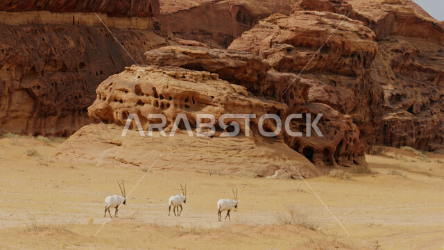  صورة لحيوان المها العربية أبيض اللون ذات قرون طويلة مستقيمة وذيل، حيوان المها من أحدى أنواع الظباء  المناطق الصحراوية في الصحراء،