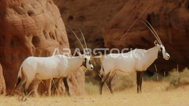  صورة لحيوان المها العربية أبيض اللون ذات قرون طويلة مستقيمة وذيل، حيوان المها من أحدى أنواع الظباء  المناطق الصحراوية في الصحراء،
