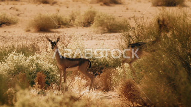 حيوان الغزال الجميل في الغابات والصحراء، حيوانات الثديي الأليفة، حيوانات الظبي في أحدى حدائق الحيوانات في السعودية 