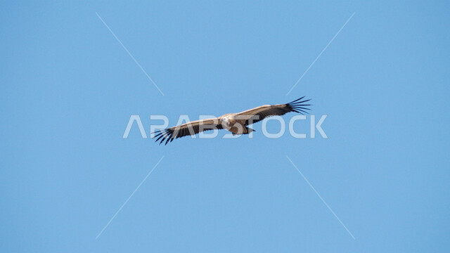 تدريب وترويض طائر الصقر في إحدى المحميات الطبيعية في دول الخليج، الاعتزاز و الفخر بالتراث السعودي العريق في تربية الطيور الجارحة والمفترسة, إقامة نادي الصقور في المملكة العربية السعودية، تنظيم فعاليات موسم الصي, رمز القوة والتحدي وحدة البصر