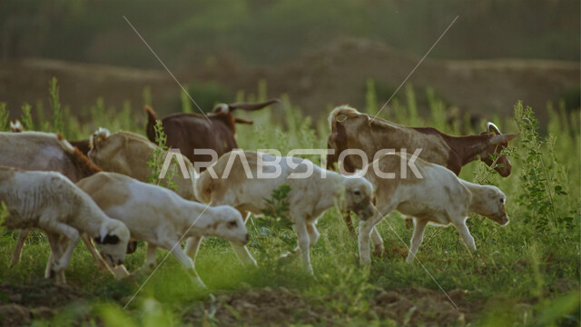 حيوان الخروف في مزارع المملكة، أضحية عيد الأضحى، مجموعة من الخرفان في محمية طبيعية لرعاية الثديات، تربية الحيوانات والمواشي في السعودية