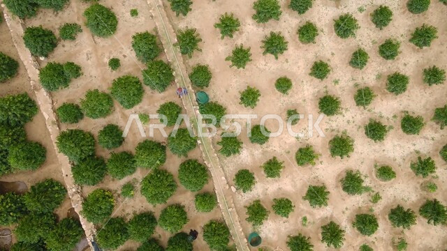 غابة اشجار المانجو, العين الامارات العربية المتحدة, الاشجار والنباتات الخضراء،  ثمار طازجة وصحية