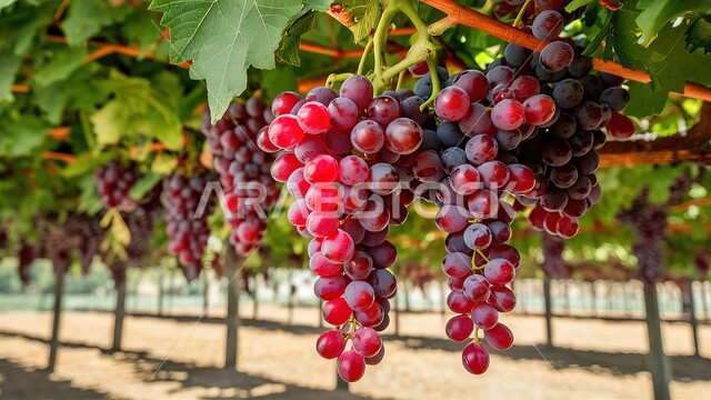 موسم حصاد وقطاف الثمار, عناقيد العنب الشهية على الأشجار في المزرعة, منتجات ومحاصيل زراعية وطنية محلية, مزارع وحقول الفاكهة في المملكة العربية السعودية