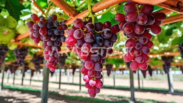Harvest season, delicious grape clusters on the trees in the farm, local national agricultural products and crops, fruit farms and fields in the Kingdom of Saudi Arabia