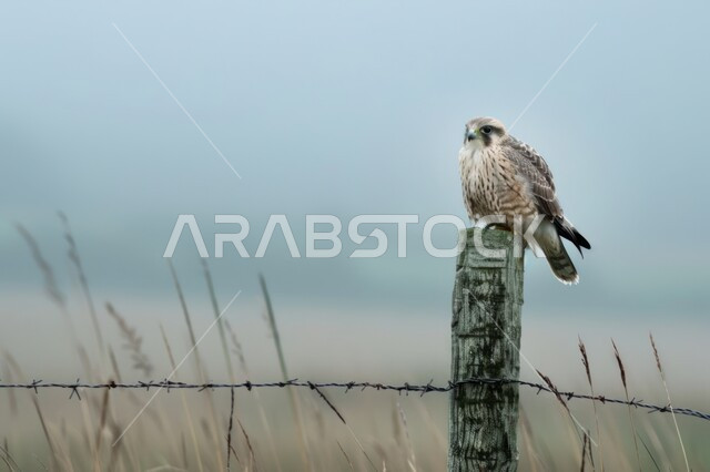 رمز القوة والتحدي وحدة البصر، الفخر بالتراث السعودي العريق، إقامة نادي الصقور في موسم الصيد السنوي في المملكة العربية السعودية، صقر يقف على سياج معدني قديم في إحدى المحميات الطبيعيه، تدريب وترويض الطيور الجارحة والمفترسة
