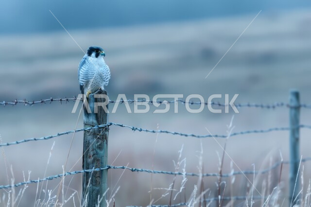 رمز القوة والتحدي وحدة البصر، الفخر بالتراث السعودي العريق، إقامة نادي الصقور في موسم الصيد السنوي في المملكة العربية السعودية، صقر يقف على سياج معدني قديم في إحدى المحميات الطبيعيه، تدريب وترويض الطيور الجارحة والمفترسة