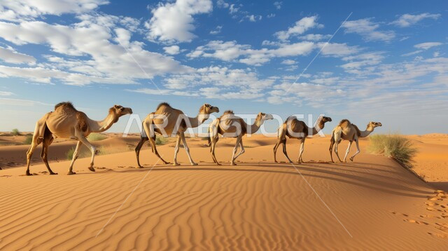 حيوانات التنقل و الترحال في القدم، قافلة من الإبل تسير فوق الكثبان الرملية في طريق صحراوي، تربية الجمال والنوق العربية في المحميات الطبيعية في البادية، المناظر الطبيعية والرمال الذهبية الناعمة في المملكة العربية السعودية، الحياة البدوية الشعبية القديمة 