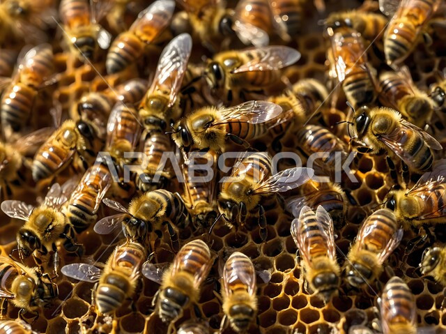 مجموعه من النحل في الخلية، مزارع تربية النحل في السعوديه, استخراج العسل الطبيعي من المناحل في المملكه العربيه السعوديه، شمع نحل العسل الاصلي، منتج وطني محلي سعودي