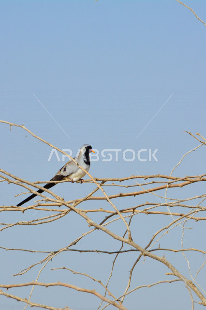 Namakwa pigeon sitting on a leafless tree in Jeddah, Saudi Arabia