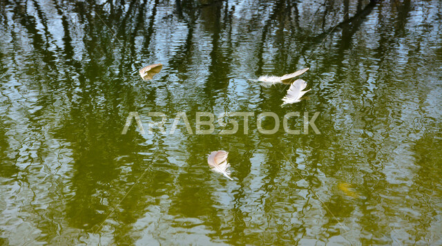  صورة مقربة لريش أبيض على مجرى المياه النقية في وادي الأخضر بجدة في المملكة العربية السعودية ، جمال الطبيعة الخلابة لتيار المياه النقيه في وادي الأخضر بجدة ، انعكاس الشجر على المياه النقية 