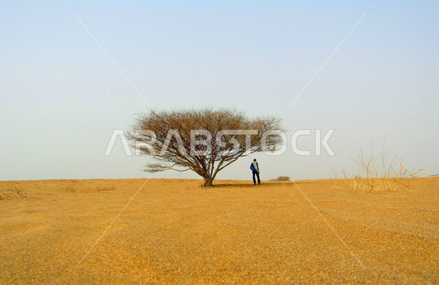 الصحراء ذات الرمال الذهبية في المملكة العربية السعودية ، شجرة في وسط الصحراء في وضع النهار، جمال المعالم الطبيعة في السعودية ، اماكن سياحية ، صورة لصحراء قاحلة بالقرب من مدينة الرياض ، الكثبان الرملية