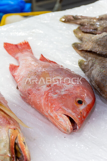 سوق السمك بمنطقة الديرة بمدينة دبي بالإمارات، فوائد الأسماك الغذائية، سمك صحي وطازج، احتراف مهنة الصيد في الامارات العربيه المتحده ،مأكولات و كائنات بحريه طازجة في أسواق إمارة دبي، أطعمة بحرية غنية بالبروتين