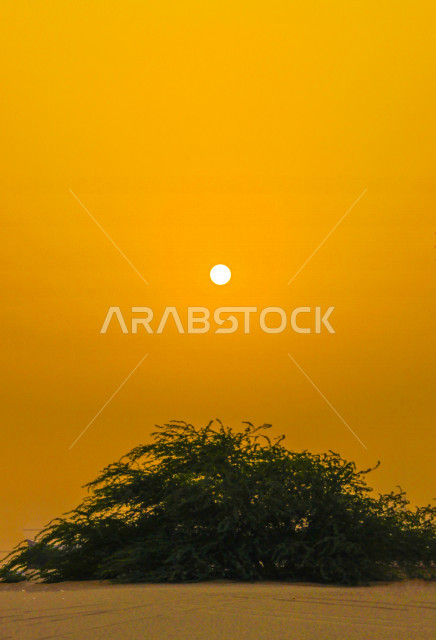 The desert with golden sands in Saudi Arabia, a tree in the middle of the desert in the daytime, the beauty of nature in Saudi Arabia, tourist places, a picture of a barren desert near Riyadh, sand dunes