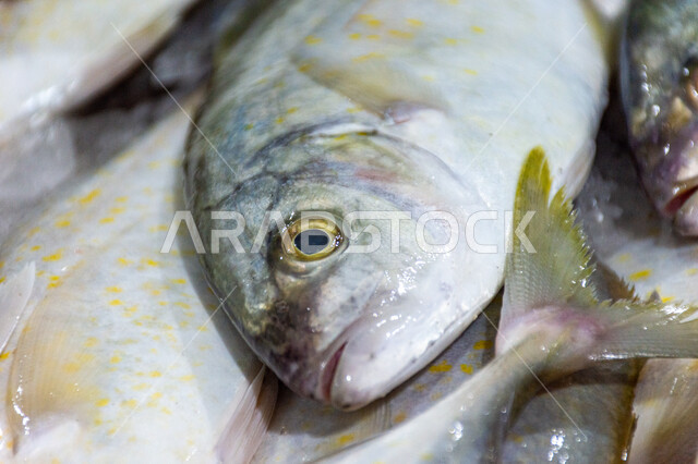 سمك صحي وطازج, فوائد الأسماك الغذائية، سوق السمك بمنطقة الديرة بمدينة دبي بالإمارات، احتراف مهنة الصيد في الامارات العربيه المتحده ،مأكولات و كائنات بحريه طازجة في أسواق إمارة دبي، أطعمة بحرية غنية بالبروتين