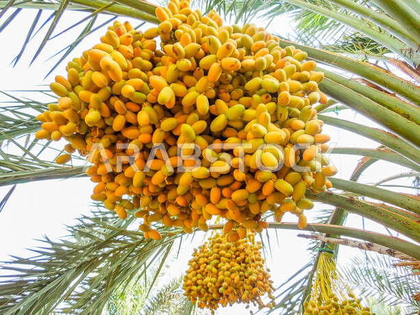 أشجار النخيل المثمرة بالمملكة العربية السعودية ، مزارع لانتاج التمور ، موسم حصاد التمور في السعودية ، المناطق الزراعية للنخيل