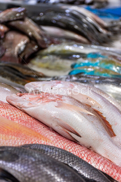 سمك صحي وطازج, فوائد الأسماك الغذائية، سوق السمك بمنطقة الديرة بمدينة دبي بالإمارات، احتراف مهنة الصيد في الامارات العربيه المتحده, مأكولات و كائنات بحريه طازجة في أسواق إمارة دبي، أطعمة بحرية غنية بالبروتين