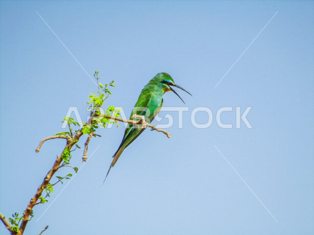 صورة لطائر آكل النحل الأزرق وهو طائر مميز بريشه الملّون وشكله الفريد ، طائر جالس على شجرة بلا أوراق في الهواء الطلق