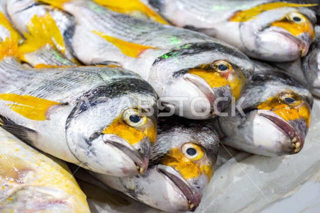  أطعمة بحرية غنية بالبروتين, مأكولات و كائنات بحريه طازجة في أسواق إمارة دبي، احتراف مهنة الصيد في الامارات العربيه المتحده، سمك صحي وطازج, فوائد الأسماك الغذائية، سوق السمك بمنطقة الديرة