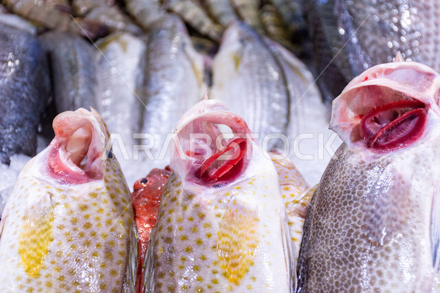 سوق السمك بمنطقة الديرة, أطعمة بحرية غنية بالبروتين, مأكولات و كائنات بحريه طازجة في أسواق إمارة دبي، احتراف مهنة الصيد في الامارات العربيه المتحده، سمك صحي وطازج, فوائد الأسماك الغذائية