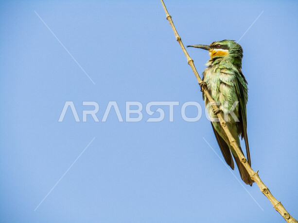 صورة لطائر آكل النحل الأزرق وهو طائر مميز بريشه الملّون وشكله الفريد ، طائر جالس على شجرة بلا أوراق في الهواء الطلق