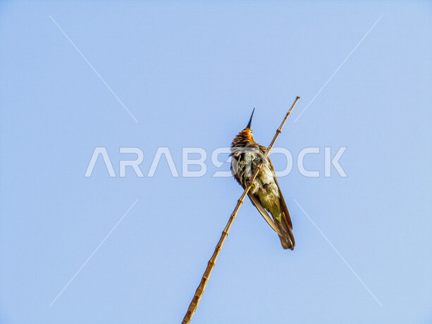 صورة لطائر آكل النحل الأزرق وهو طائر مميز بريشه الملّون وشكله الفريد ، طائر جالس على شجرة بلا أوراق في الهواء الطلق