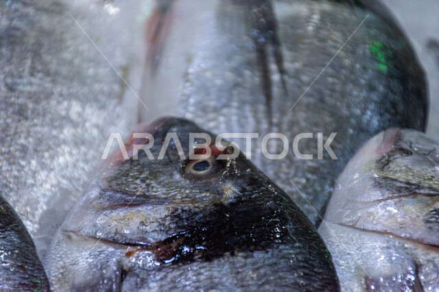 سمك صحي وطازج, فوائد الأسماك الغذائية, سوق السمك بمنطقة الديرة, أطعمة بحرية غنية بالبروتين, مأكولات و كائنات بحريه طازجة في أسواق إمارة دبي، احتراف مهنة الصيد في الامارات العربيه المتحده