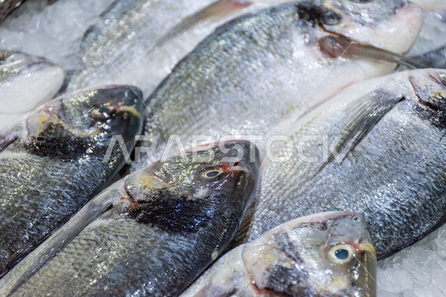 سمك صحي وطازج, فوائد الأسماك الغذائية, سوق السمك بمنطقة الديرة, أطعمة بحرية غنية بالبروتين, مأكولات و كائنات بحريه طازجة في أسواق إمارة دبي، احتراف مهنة الصيد في الامارات العربيه المتحده
