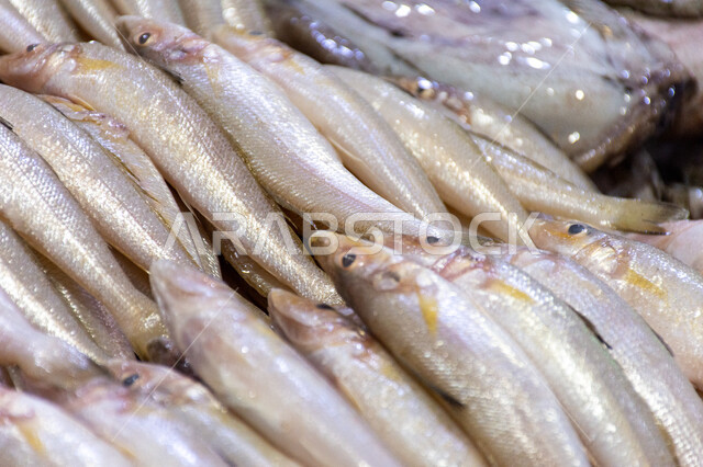 سمك صحي وطازج, فوائد الأسماك الغذائية, سوق السمك بمنطقة الديرة, أطعمة بحرية غنية بالبروتين, مأكولات و كائنات بحريه طازجة في أسواق إمارة دبي، احتراف مهنة الصيد في الامارات العربيه المتحده