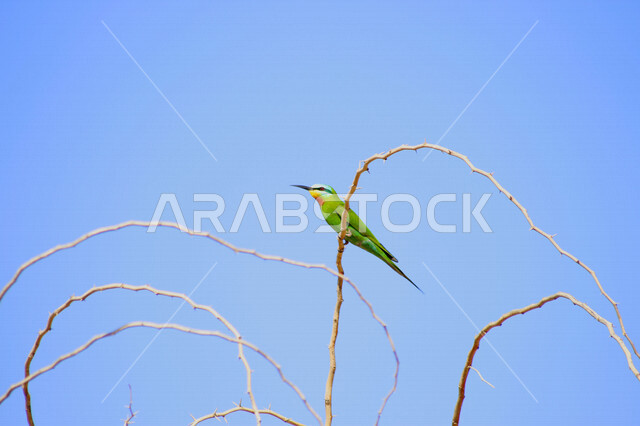 صورة لطائر آكل النحل الأزرق وهو طائر مميز بريشه الملّون وشكله الفريد ، طائر جالس على شجرة بلا أوراق في الهواء الطلق