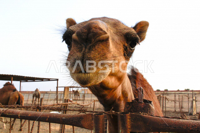 صورة مقربة للجمال (الأبل) من الحيوانات الصحراوية شديدة الصبر والتحمل  في المملكة العربية السعودية , فوكس لزاوية وجه الجمل المضحك , الجمل سفينة الصحراء , السياحة الصحراوية