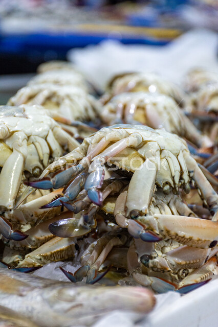 السلطعون الأزرق في سوق السمك بمنطقة الديرة, فوائد الأسماك الغذائية, أطعمة غنية بالبروتين, مأكولات و كائنات بحريه طازجة في أسواق إمارة دبي, احتراف مهنة الصيد في الامارات العربيه المتحده, سمك صحي وطازج