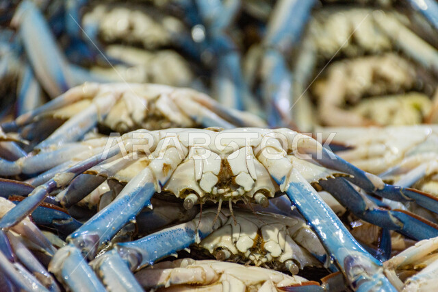 السلطعون الأزرق في سوق السمك بمنطقة الديرة, فوائد الأسماك الغذائية, أطعمة غنية بالبروتين, مأكولات و كائنات بحريه طازجة في أسواق إمارة دبي, احتراف مهنة الصيد في الامارات العربيه المتحده, سمك صحي وطازج