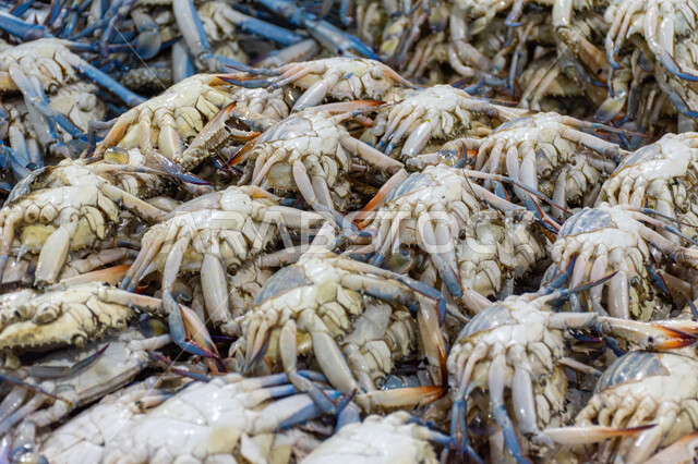 السلطعون الأزرق في سوق السمك بمنطقة الديرة, فوائد الأسماك الغذائية, أطعمة غنية بالبروتين, مأكولات و كائنات بحريه طازجة في أسواق إمارة دبي, احتراف مهنة الصيد في الامارات العربيه المتحده, سمك صحي وطازج