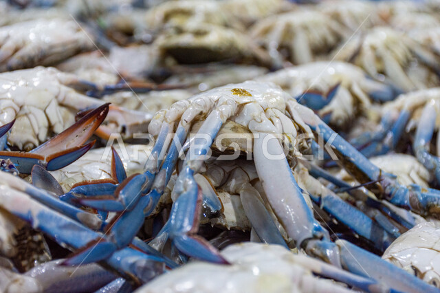 السلطعون الأزرق في سوق السمك بمنطقة الديرة, فوائد الأسماك الغذائية, أطعمة غنية بالبروتين, مأكولات و كائنات بحريه طازجة في أسواق إمارة دبي, احتراف مهنة الصيد في الامارات العربيه المتحده, سمك صحي وطازج