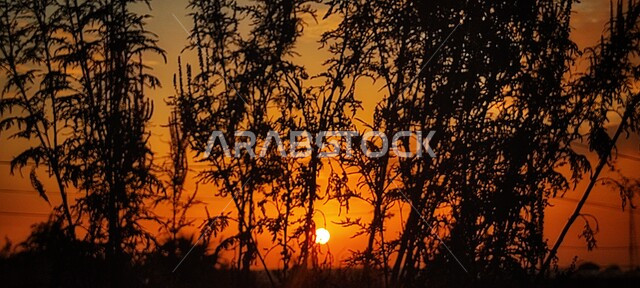 صورة ظلية للأشجار اثناء غروب الشمس, منظر طبيعي اثناء الغروب, حدائق وغابات مليئة بالاشجار الخضراء الشاهقة,صورة من الأمام لقرص الشمس المدور خلف الشجر، تلون السماء باللون البرتقالي دليل على انتهاء النهار وقدوم الليل