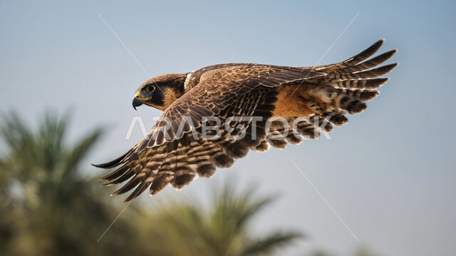 طائر الصقر يحلق في إحدى المحميات الطبيعيه، رمز القوة والتحدي وحدة البصر، ترويض وتدريب الطيور الجارحة والمفترسة، إقامة نادي الصقور في موسم الصيد السنوي في المملكة العربية السعودية، الفخر بالتراث السعودي العريق في تربية طائر الصقر