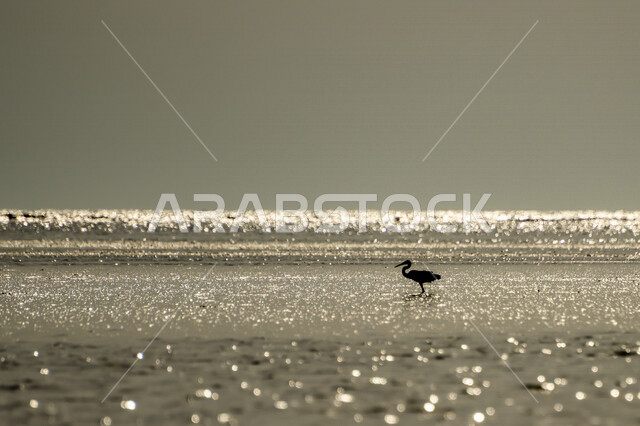 صورة غير ملونة لطائر أسود يمشي على البحر ، طيور مهاجرة ذو أجنحة باللون الأسود , سيقان طويلة , منقار أسود , تخطو فوق المستنقعات المائية بحثا عن الطعام
