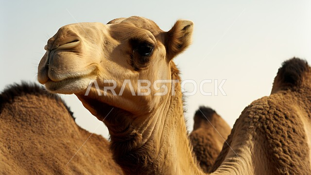 محميات طبيعية برية للعناية بالجمال والابل في المناطق الصحراوية، مفهوم الاهتمام بتربية الجمال ورعاية المواشي والثدييات في المملكة العربية السعودية، صورة مقربة لرأس جمل أشقر عربي أصيل في النهار