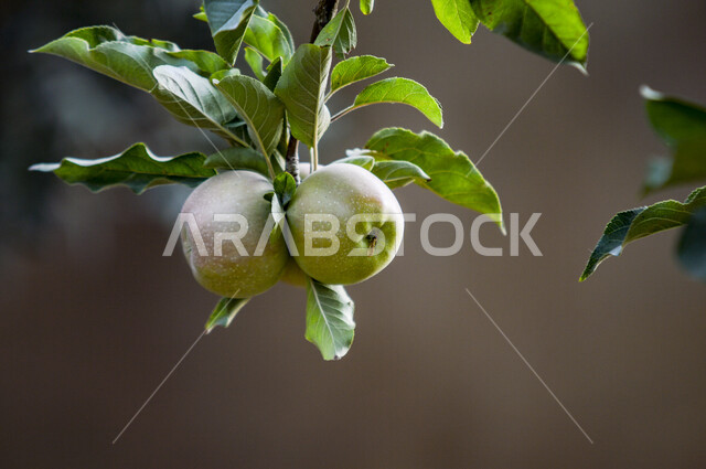 صورة مقربة لشجرة التفاح المثمرة ، أوراق شجرة التفاح الخضراء ، فاكهة التفاح الخضراء اللذيذة الصحية 