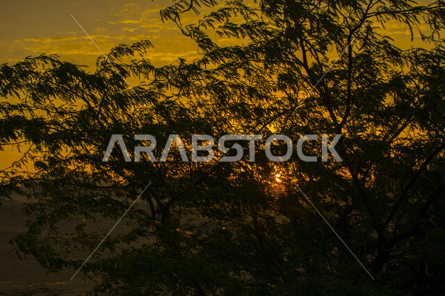 Stunning aesthetic picture of orange sunset and sunrise, Creative sunset and sunrise in the Jeddah desert, Beautiful desert nature at sunset and sunrise, silhouette of trees and picturesque nature in Saudi Arabia