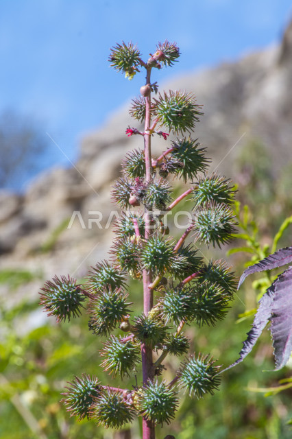 صورة مقربة لشجرة شوكية في المناطق الصحراوية في الطائف بالمملكة العربية السعودية مع خلفية من المرتفعات الجبلية ، جمال الطبيعة الخضراء في مدينة الطائف في المملكة العربية السعودية