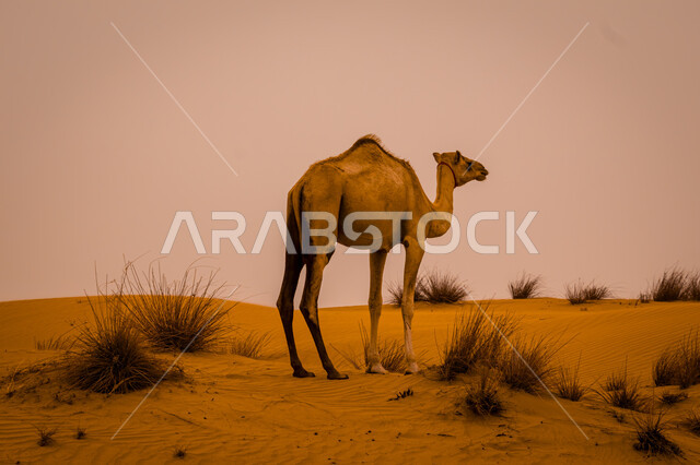 تربية الجمال والإبل، جمل يقف على الرمال الذهبية الناعمة في المناطق الصحراوية بالمملكة العربية السعودية، الكثبان والمرتفعات الجبلية في الصحراء في شبه الجزيرة العربية