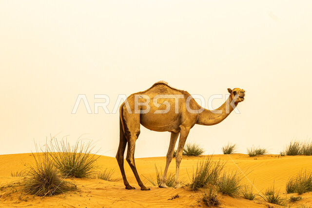 الاهتمام في تربية الجمال والإبل، حيوان الجمل يقف وسط صحراء المملكة العربية السعودية، الكثبان الرملية والرمال الذهبية اللامعة، مفهوم رعاية المواشي والثدييات، البيئة الصحراوية الجافة والتضاريس البرية