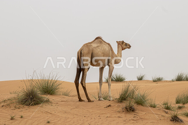 الاهتمام في تربية الجمال والإبل، حيوان الجمل يقف وسط صحراء المملكة العربية السعودية، الكثبان الرملية والرمال الذهبية اللامعة، مفهوم رعاية المواشي والثدييات، البيئة الصحراوية الجافة والتضاريس البرية